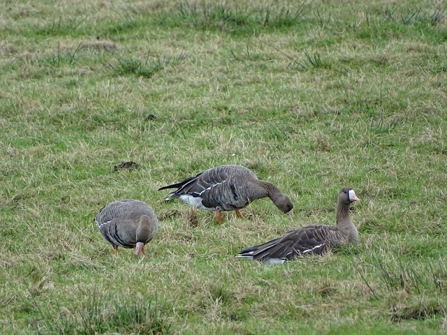 桑切斯在开 桑切斯在开